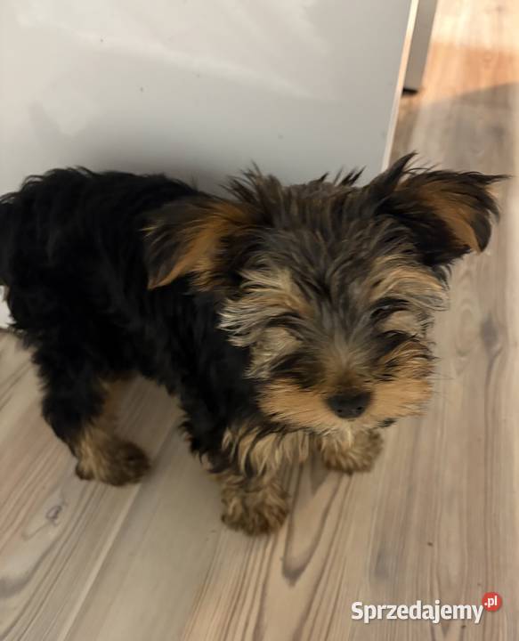 Yorkshire Terier Radzionków