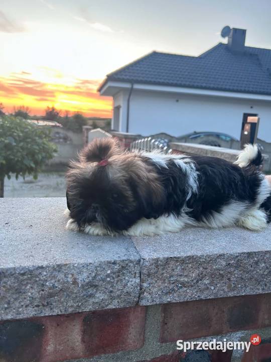 SHIH TZU szczeniaczki Leszno