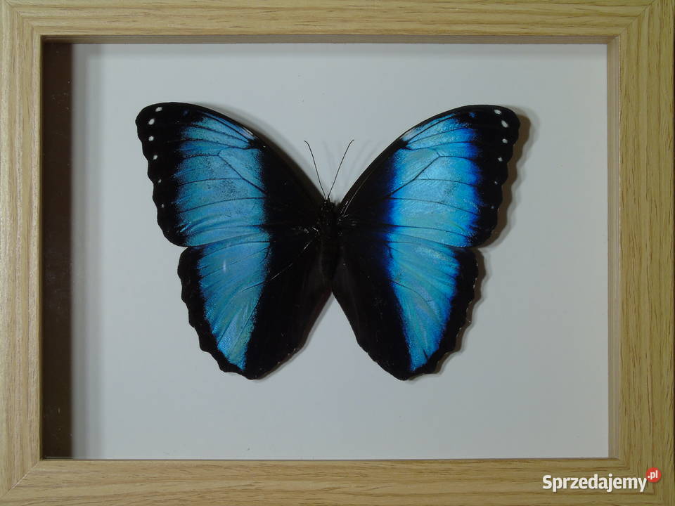 Motyl w ramce gablotce 17 x 22 Morpho achilles Pozostałe sprzedam