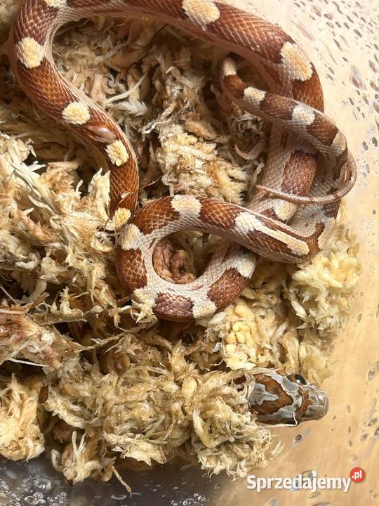 Wąż zbożowy Motley Jaworzno