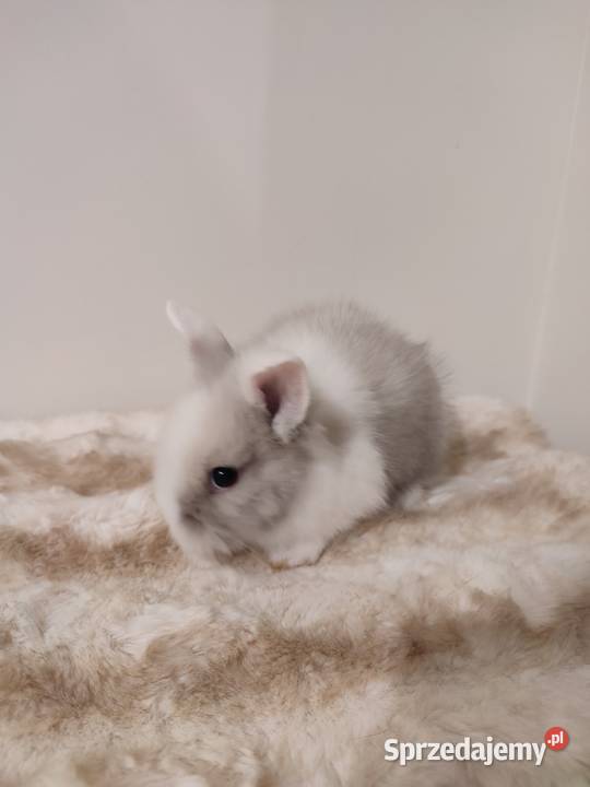 Królik miniaturka