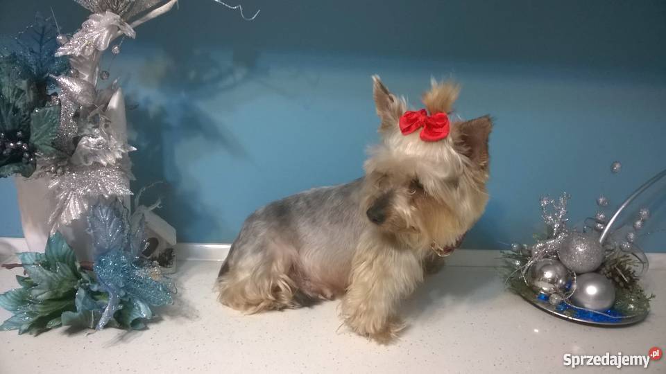 York dorosła sunia wysterylizowana Radomsko