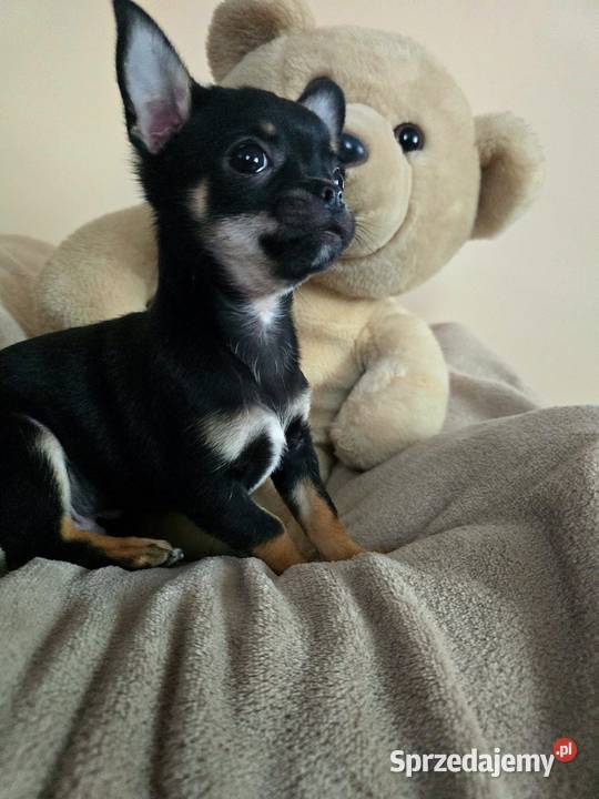 Chihuahua Chihuahua Piasek