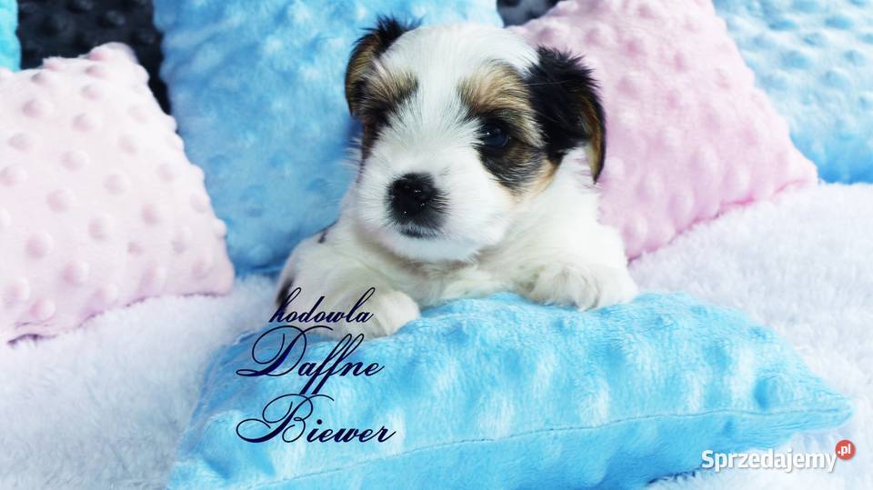 York Biewer Yorkshire Terrier Psy Tychy