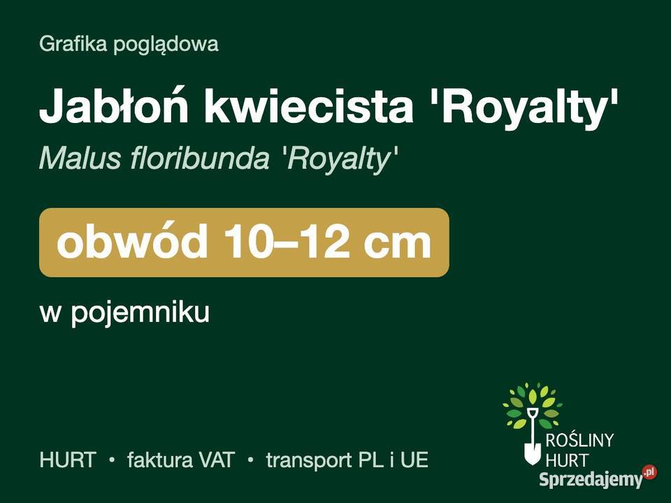 Jabłoń kwiecista Royalty obwód 1012 w pojemniku Liściaste
