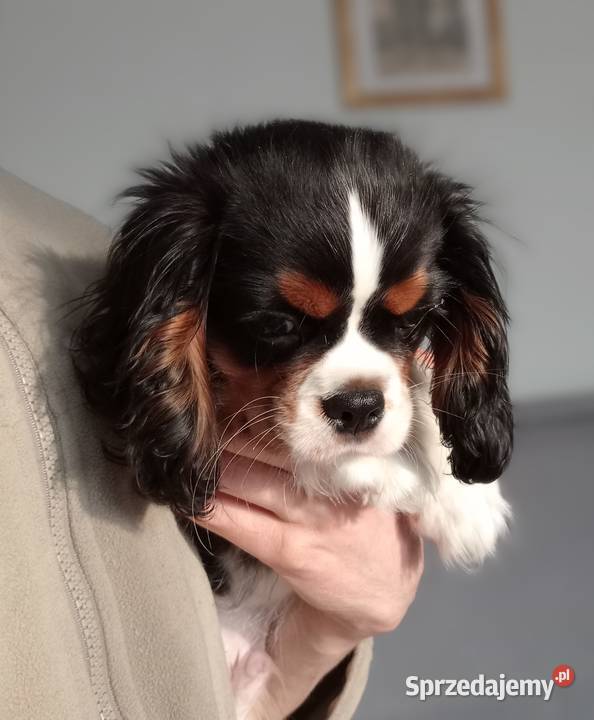 Cavalier King Charles Spaniel tricolor rodowód Zwierzęta Częstochowa