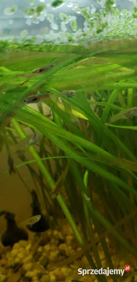 Akwarium firmy Aquael 20l z życiem Lublin sprzedam