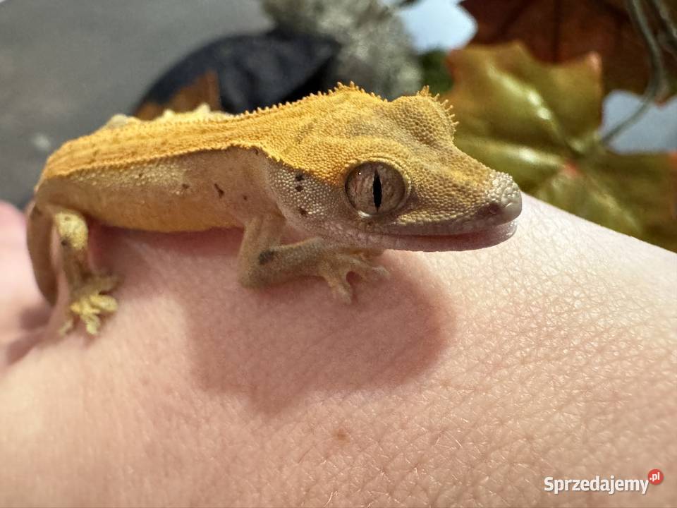 Młodziutki gekon orzęsiony Gady i płazy