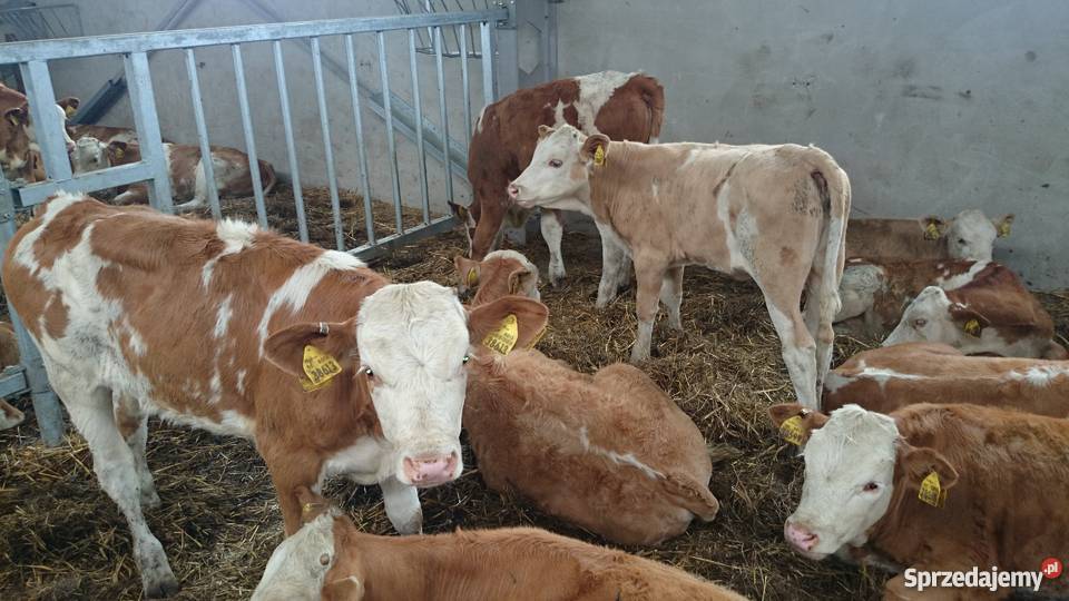 Byczki simental 100 kujawsko-pomorskie Złotniki Kujawskie