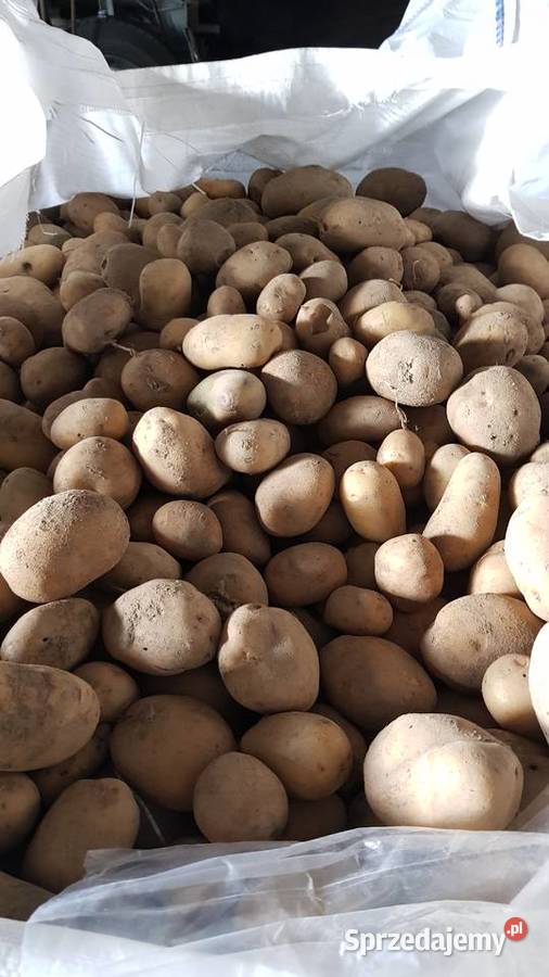 Ziemniaki jadalne Denar 10 ton