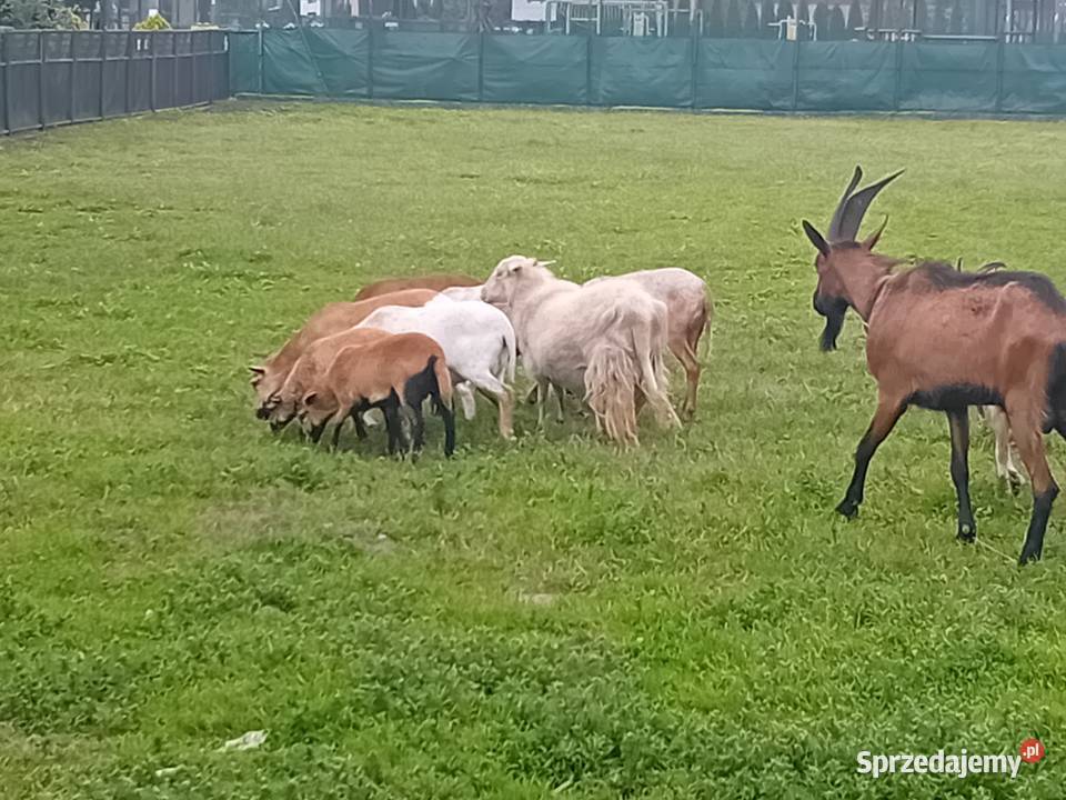 Owce barany kameruńskie