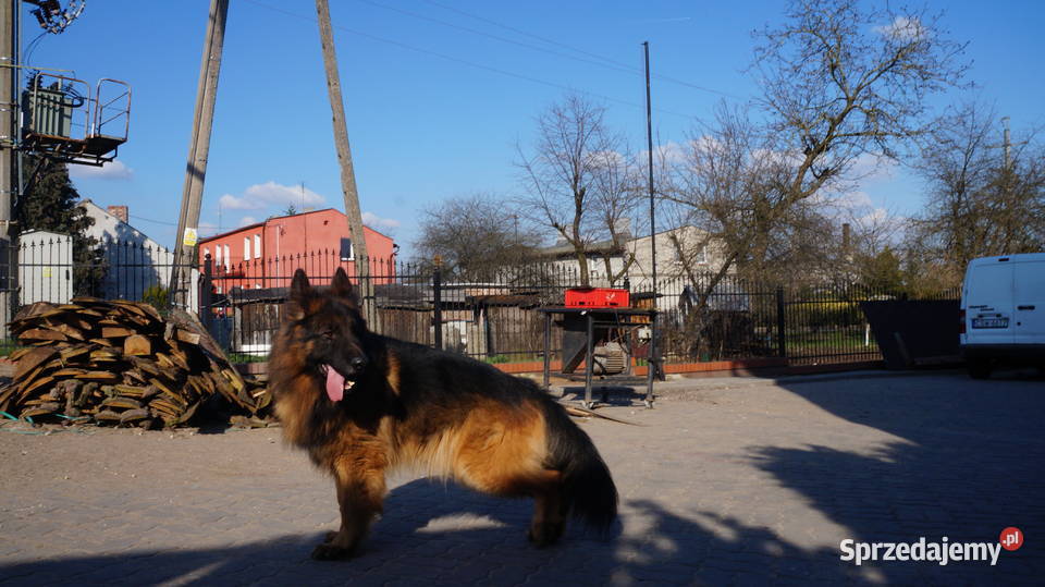 OWCZAREK NIEMIECKI SZCZENIĘTA Bydgoszcz