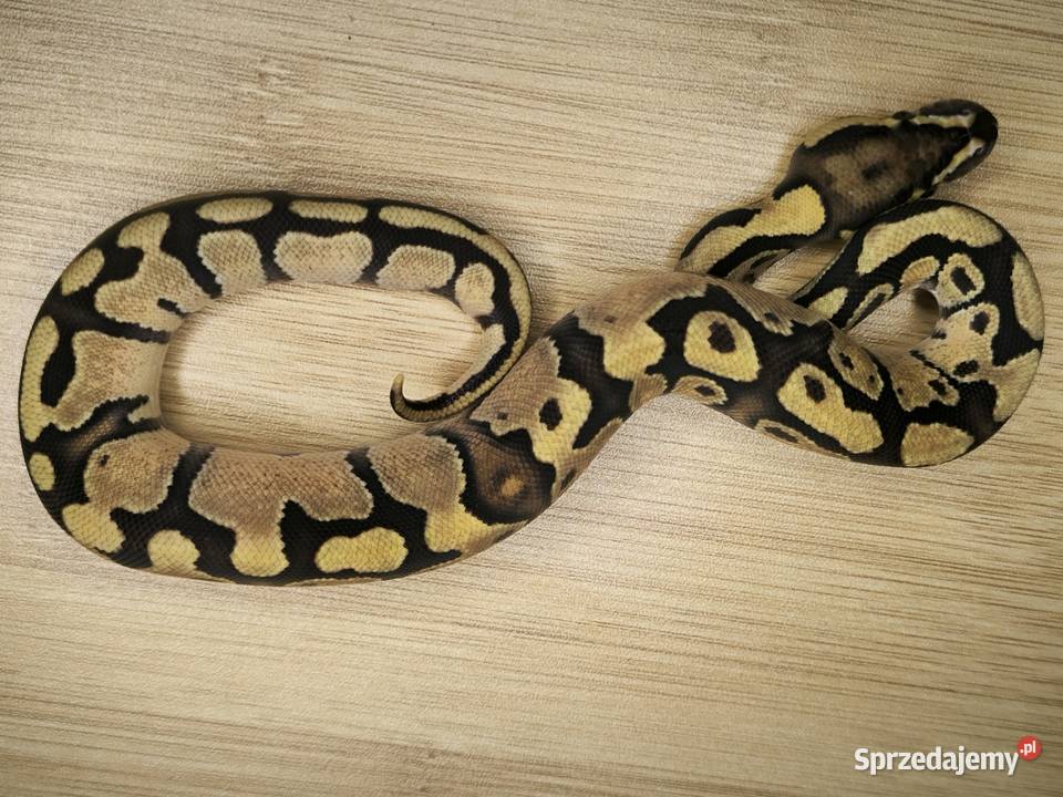 Pyton królewski Enchi Fire het Clown Makowiec