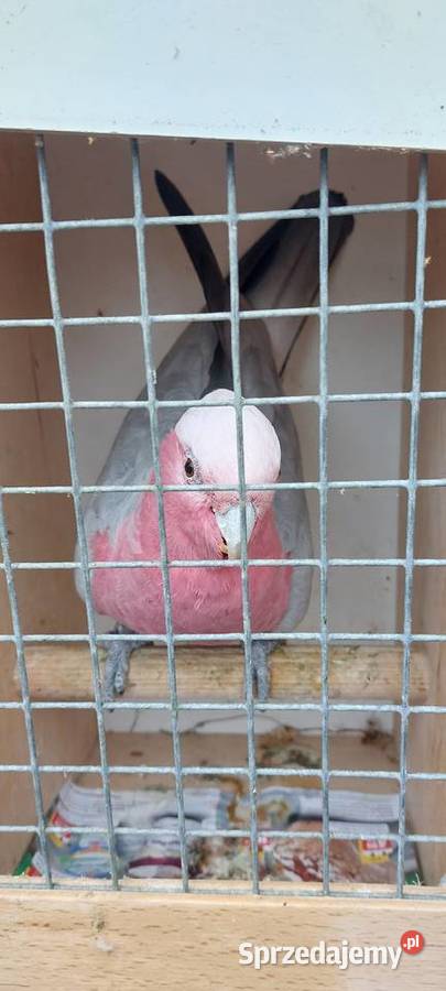 Kakadu różowe samica 2023 Wodzisław Śląski