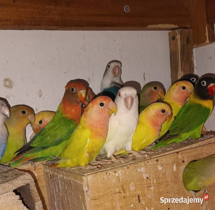 Sprzedam papugi Pierzchnica