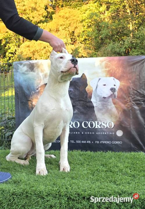 Suczki Dog Argentyński ZKwP FCI 6 miesięcy sprzedam