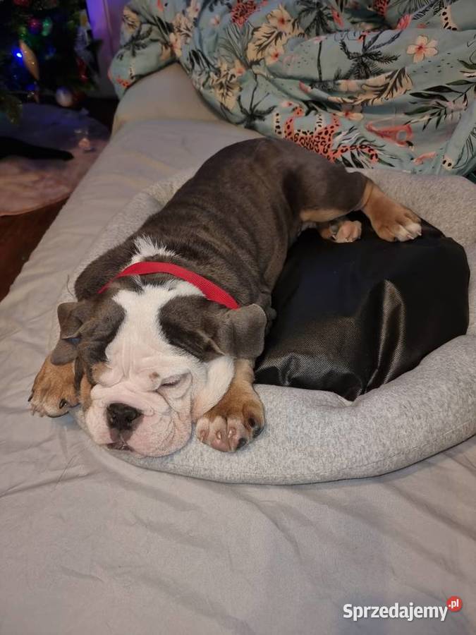 Sprzedam slicznego szczeniaka buldog małopolskie Limanowa