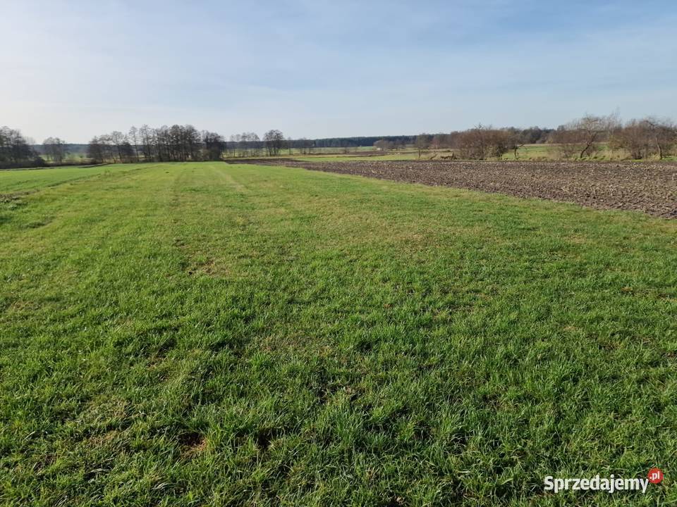 Działki rolne klasy IVV Biskupice gm Grodziec wielkopolskie Biskupie