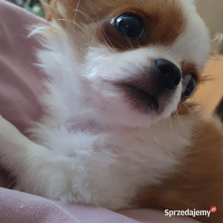 Malutki piesek chihuahua Lublin