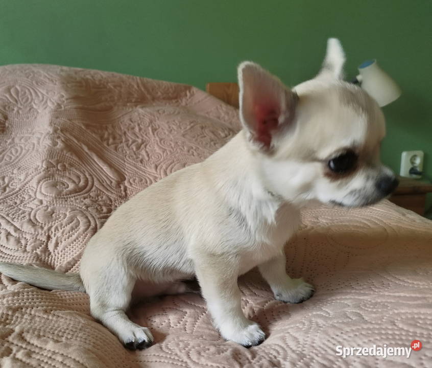 Chihuahua maleńki piesek Konin