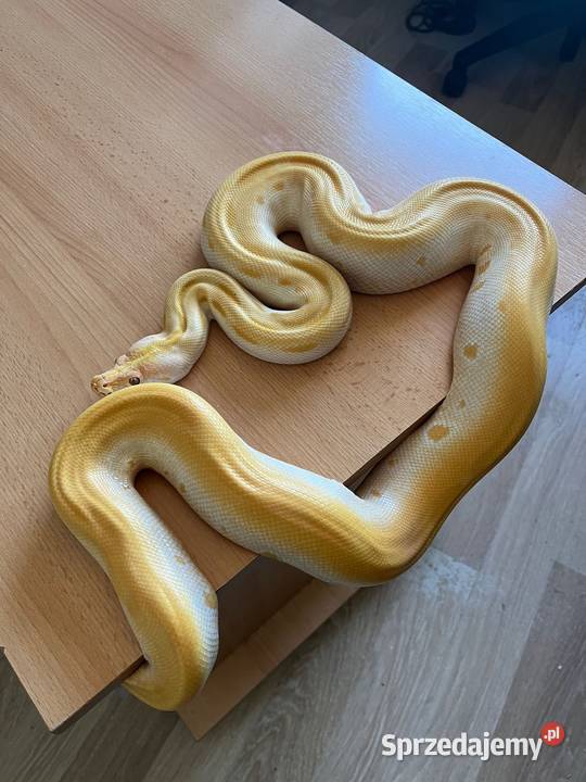 Pyton tygrysi albino green sprzedam