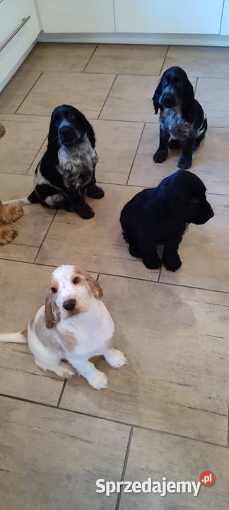 Piękne szczenięta Cocker spaniel angielski Siemiatycze