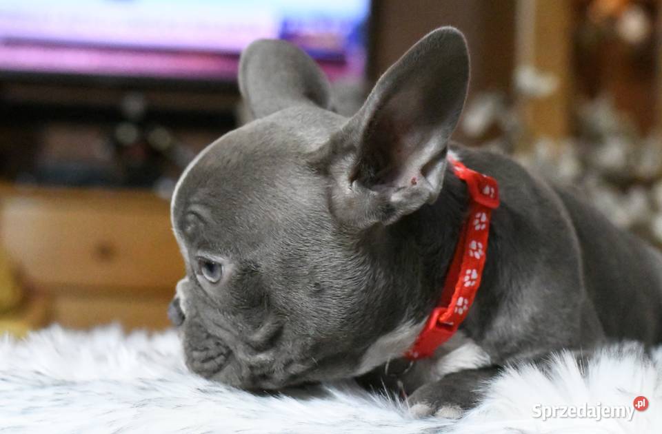 Buldog francuski sunia Gotowa do odbioru BLANKA łódzkie Łódź