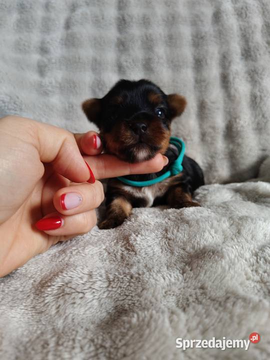 Pieseki yorkshire terrier do rezerwacji kujawsko-pomorskie