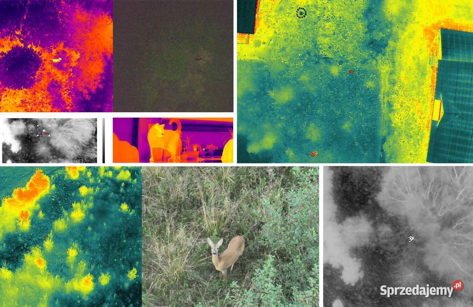 Poszukiwanie zwierząt i ludzi dronem z kamerą usługa dla zwierząt