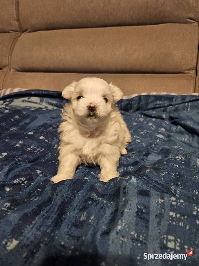 Suczka samiec rasy maltańczyk ur 25112025 gotowe sprzedam