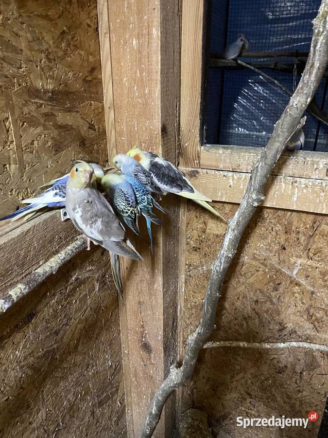 Sprzedam papugi faliste i nimfy Ptaki Krasnystaw sprzedam