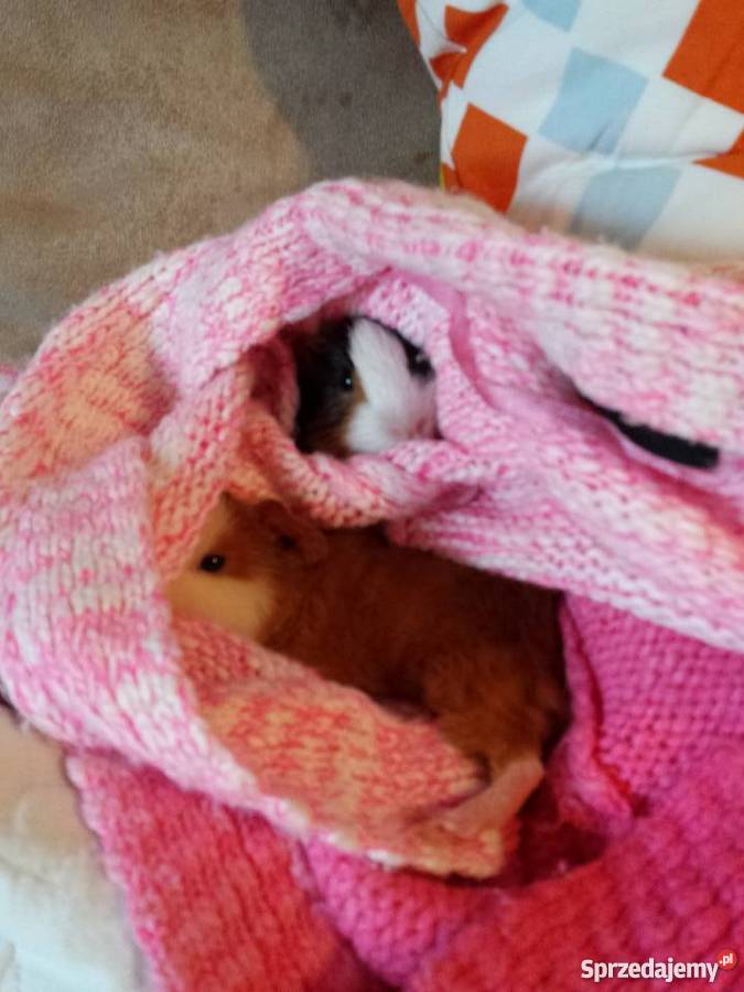 oddam 2 zdrowemłode świnki morskie ze wszystkim mazowieckie Warszawa