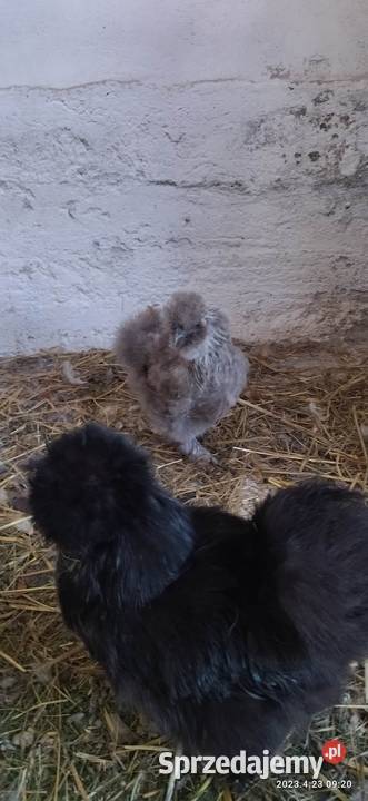 Sprzedam jaja lęgowe Silki Jaja mazowieckie Ostrołęka