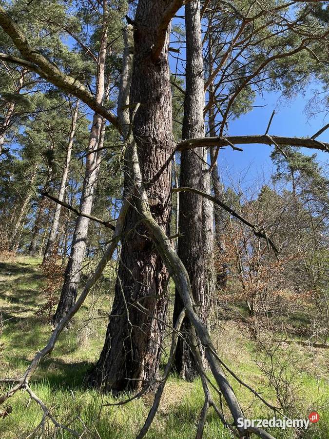 Działka rekreacyjna Bożepole Królewskie 4600 m2 Kamierowskie Piece sprzedam
