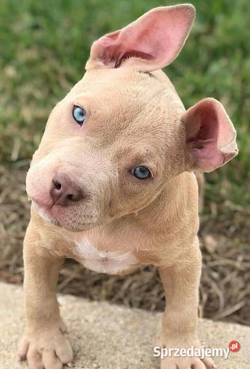 Piekne amstaffy Warszawa