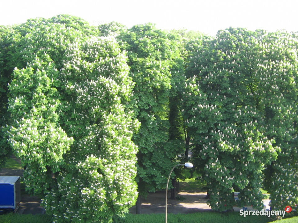 Sprzedam mieszkanie 4 pokojowe 78m2 78m2 sprzedam