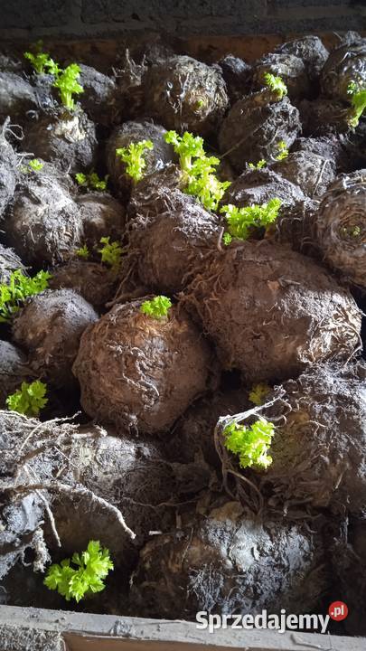 Sprzedam selery Proszowice