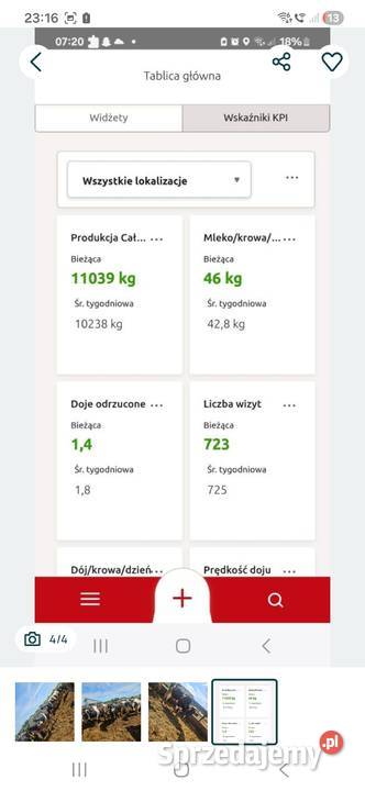 Jalowki pierwiastki Giełda zwierząt Kościelec
