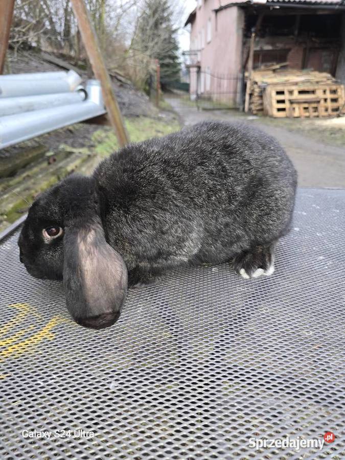 Króliki belgijskie i barany francuskie Pławna Górna