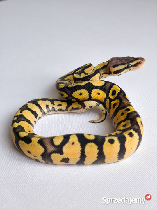 Pyton królewski Firerfly Fire Pastel Python Warszawa sprzedam