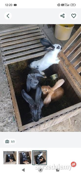 Sprzedam króliki 4 sztuki Babin