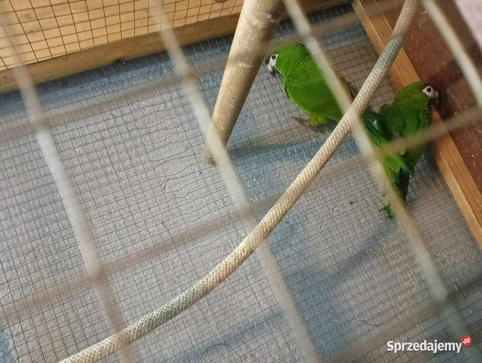 Sprzedam Ary Nobiles podkarpackie Rzeszów