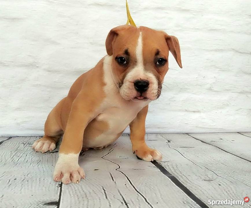 American Staffordshire Terrier szczeniaki
