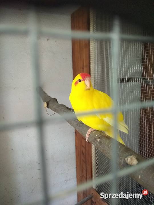 Nimfy białogłowe sprzedam