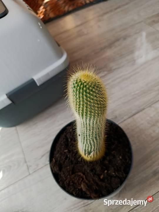 kaktus następny do pilnej sprzedaży Poznań