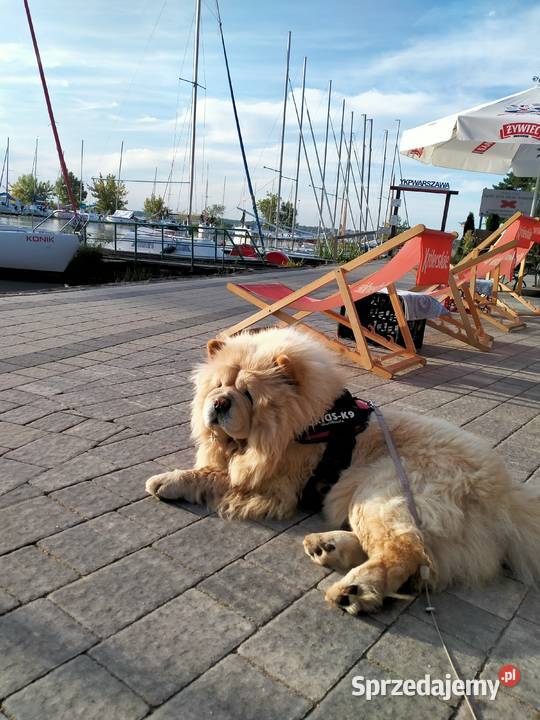 Piękny Piesek chow chow warszawa sprzedam