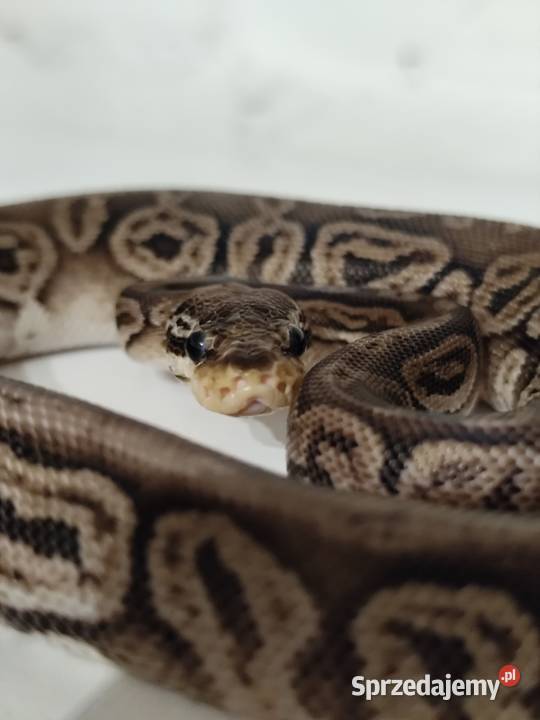 Samiczka pyton królewski Pruszków