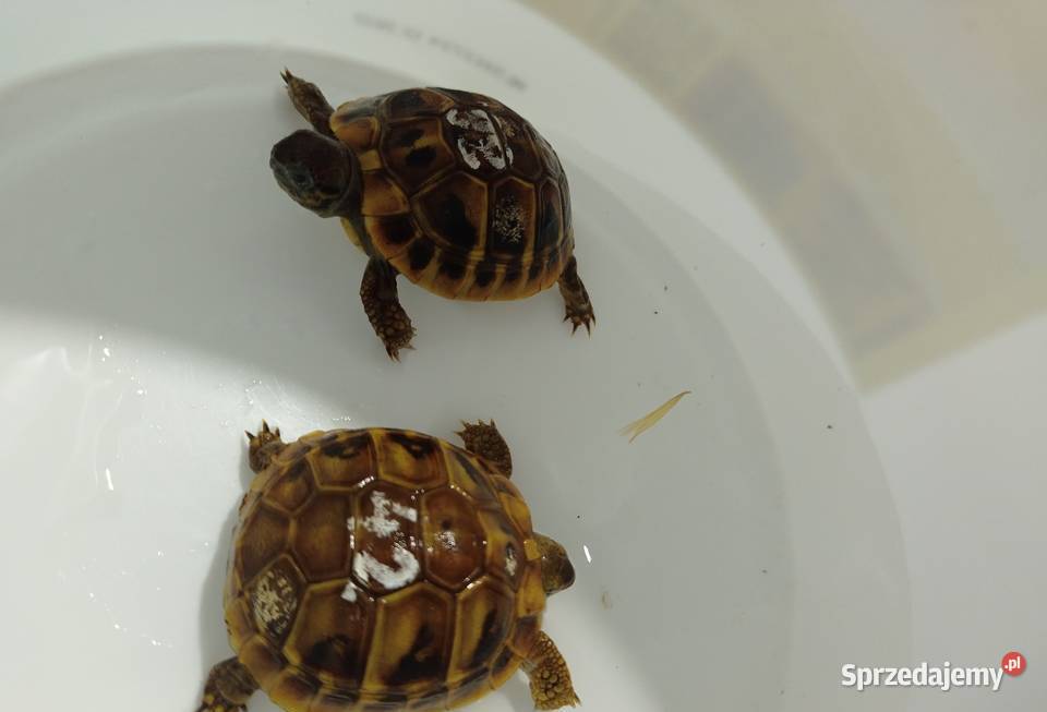 Żółw Grecki Testudo Hermanni Lądowy Obrzeżony Rzeszów