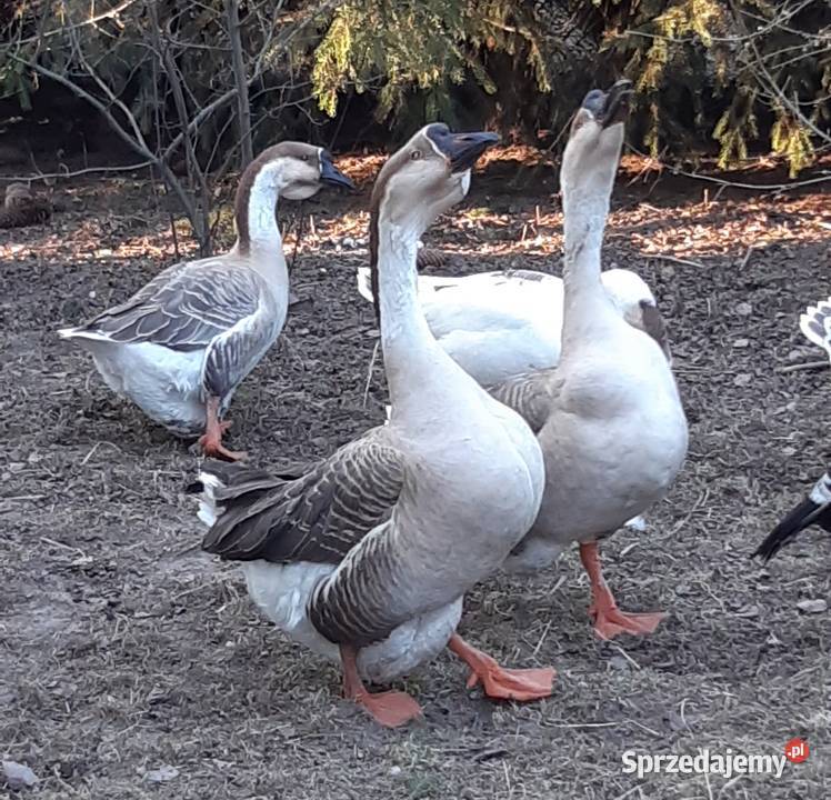 Gęsi Kubańskie mazowieckie Zaborówek