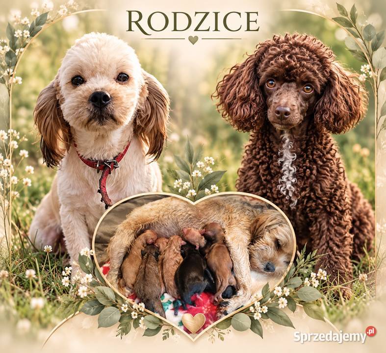 Cavapoo f1b szczenięta Krapkowice sprzedam